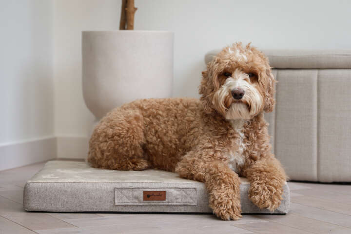 petlando Orthopädisches Kissen "Merano"